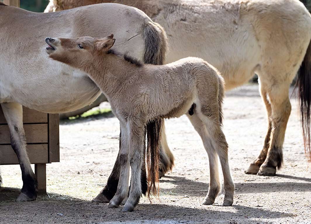 Seltener Nachwuchs: Przewalskipferd-Fohlen bereichert den Kölner Zoo