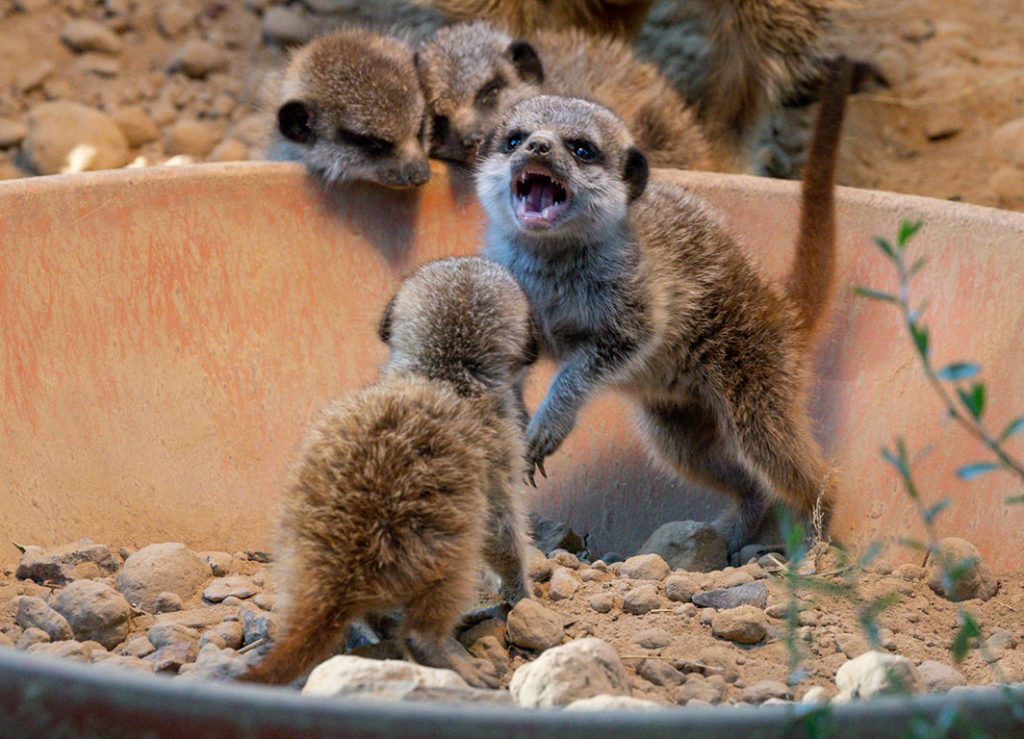 Quirliger Erdmännchen-Nachwuchs im Kölner Zoo